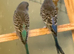 Black faced budgies