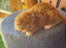 Ginger and tortoiseshell kittens