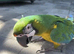 Urgent sale beautiful rare milligold macaw