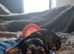 Dachshund x Cocker Spaniel (Cockerhund)