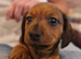 Miniature dachshund 3 males 2 females