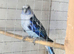 Pair rosella for sale
