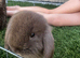 Last beautiful brown mini lop buck