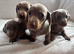 Miniature dachshunds