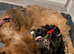 Dachshunds cross puppies