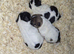 Very small Jack Russell puppies for sale, 1 girl and 2 boys available.