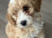 Beautiful F1 Cavapoochon Puppies &ndash; Ready for Their Forever Homes