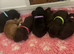 Stunning "Working x Show" Cocker Spaniels !