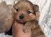 CHAMPION PEDIGREE KC POMERANIAN PUPPIES