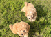 Fluffy Cavapoochon puppies