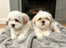 Shitzu puppyies