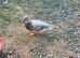 Call duck pair butterscotch