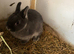 Two young Netherland dwarfs