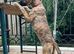 Mixed Breed Male for Rehoming
