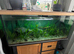 4 foot fish tank- only had for a few months - 300 litres
