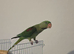 Alexandrine Female Parrot – 9 Weeks Old with DNA