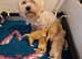 Gorgeous tiny maltipoo puppies