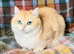 Nakita, Golden Copper, British Shorthair