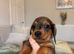 BEAUTIFUL MINIATURE DACHSHUNDS