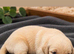 Golden retriver puppies