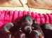 Stunning litter of Yorkshire Terriers.