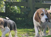Stunning Blanket Tri, KC Registerd, Beagle Pup - Ready Now