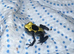 French Guyana dart froglets