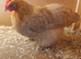 3 bantam chickens
