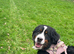 Looking for a Family to Love: Bernese Mountain Dog for Adoption! ️