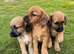 Jackapoo’s for sale