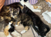 Calico kittens