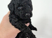 Beautefull black to poodle girl