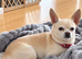 Pure chihuahua stud