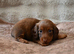 Mini Longhaired Dachshund puppies.