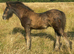 Black Pearl Colt Foal