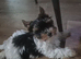 Beautiful girls Yorkshire terrier biewer