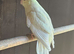 Kakarikis for sale