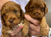 Rare tiny Asian poodle cross deep red puppies