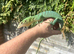 Varanus Prasinus PAIR (Emerald/Green Tree monitors)