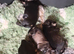4 beautiful mini schnauzer pups
