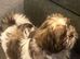 Shih Tzu puppy