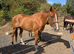 16.3 Chestnut Thoroughbred Mare