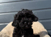 Shihpoo puppy
