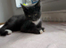 2 little kittens