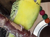1 male 1 female budgie available