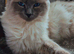 One beautiful ragdoll/blueprint kittens for sale