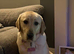 Labrador retriever golden
