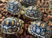 Rare High White Leopard Tortoise babies