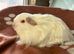 Sheltie and coronet boy guinea pigs