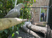 Indian ring neck. Gray collar